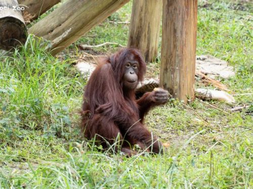 臺北市立動物園勇奪雙獎！「狐猴塗抹替代物」創意奪冠，以行為豐富化設計提升動物福祉